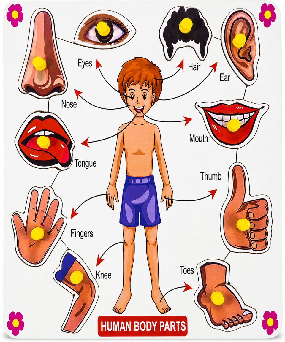 thinkzyplay Human Body Parts" Wooden Peg Puzzle Board-picture-36