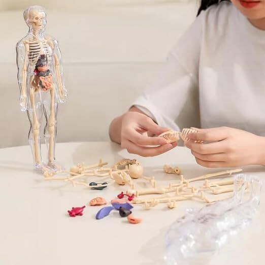 Human Body Model For Kids Fully Transparent Body 3D Anatomy Kit Organs-image-16