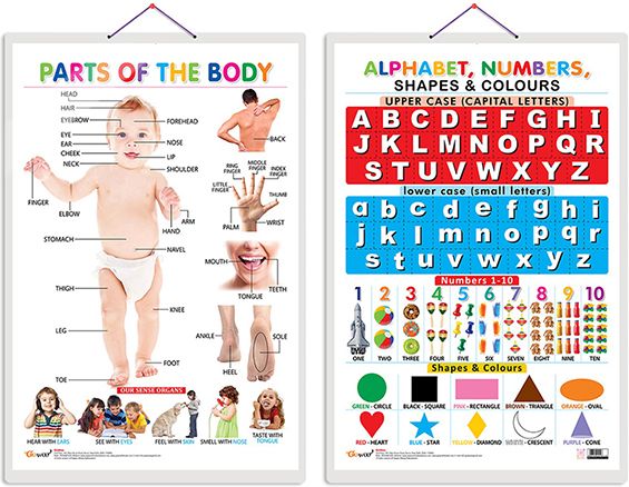 Pack of 2 Parts of the Body and Alphabet, Numbers, Shapes & Colours charts-image-39
