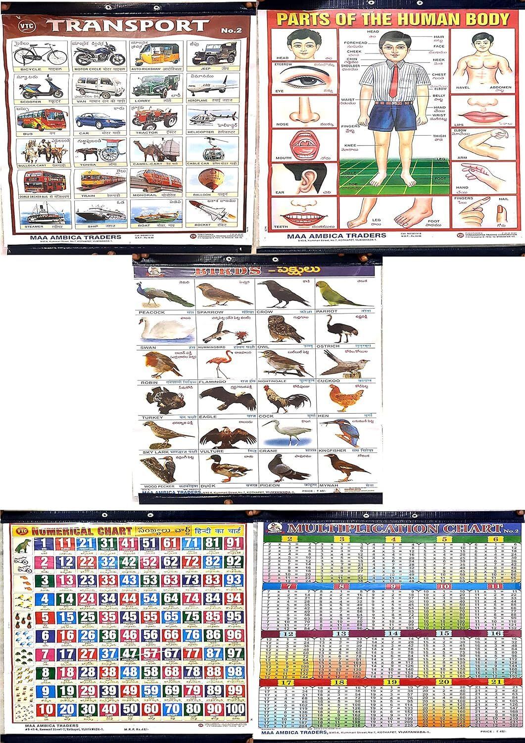 pmh 5 Charts combo For Kids- Human Body,Transport,Tables,Birds,Numbers -18 X 24Inch-picture-18
