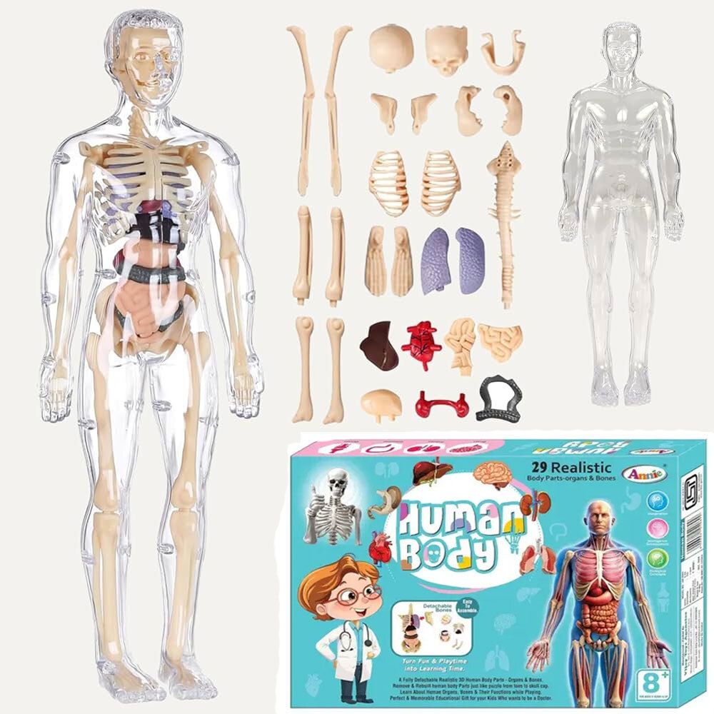 Human Body Model Fully Transparent Body 3D Anatomy Figure Kit–Removable Organs-image-36