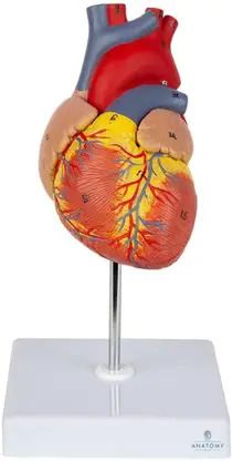 Human Heart Anatomy Model with Stand for Medical & Biology Study