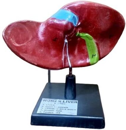 Human Liver Anatomy Model (Fiberglass)-image-22