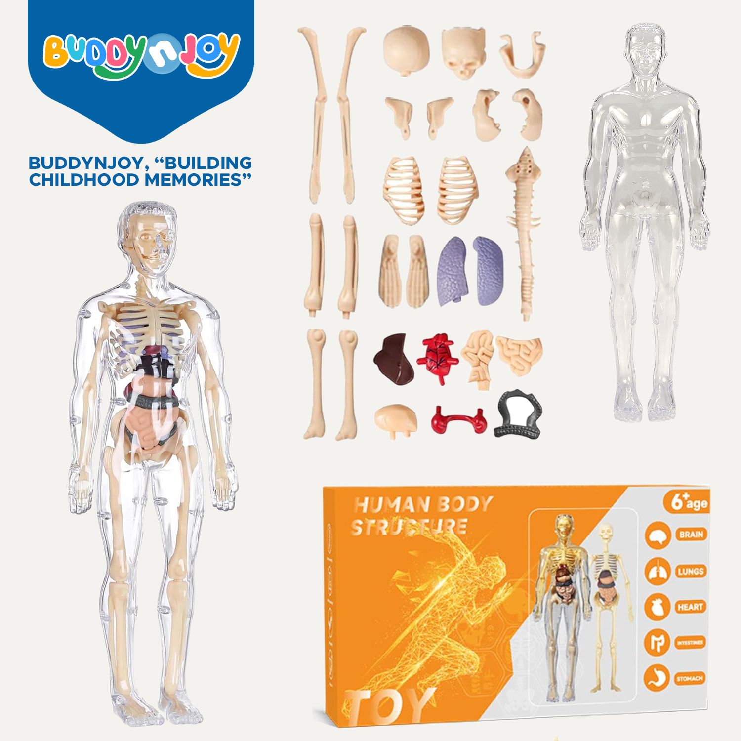 3D Human Body Model for Kids , Fully Transparent Body With 29 Pcs Anatomy Figure