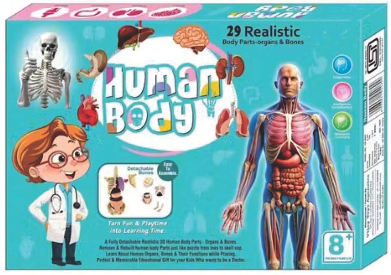 3D Human Anatomy Model Kit for Kids | Educational STEM Science Toy-image-3