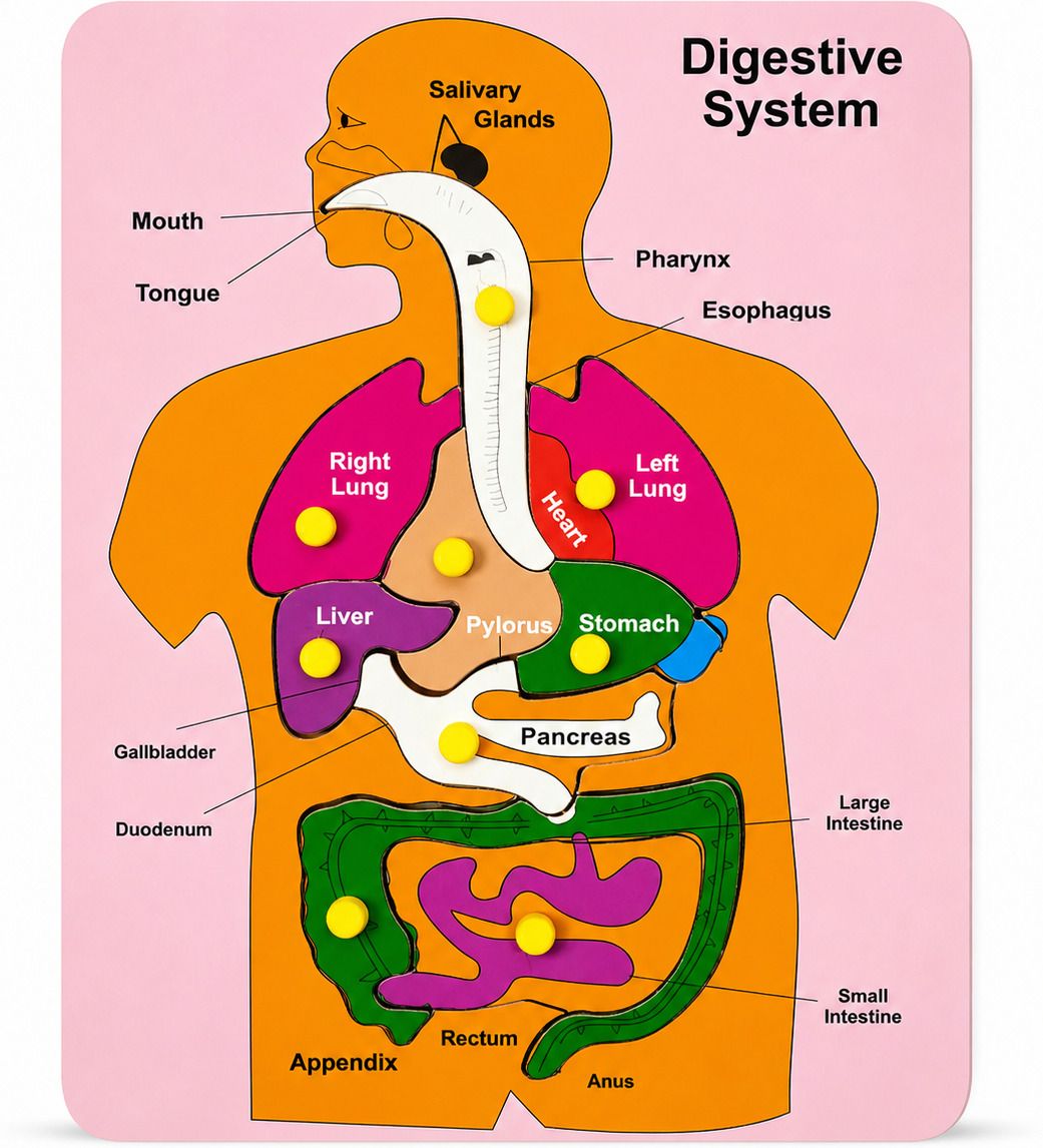 thinkzyplay Wooden Knob Puzzle - Digestive System-picture-30