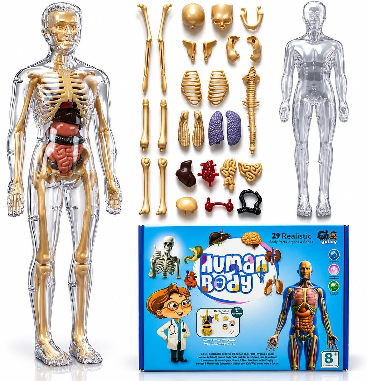 mm toys Human Body Model for Kids 5-12 Years | Anatomy Kit with Dynamic Body Parts-picture-28