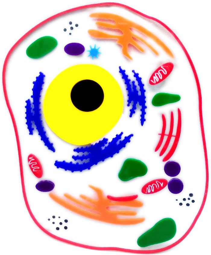 the labworld Animal Cell for Demonstration Science Biology Model for Teaching and Learning-picture-15