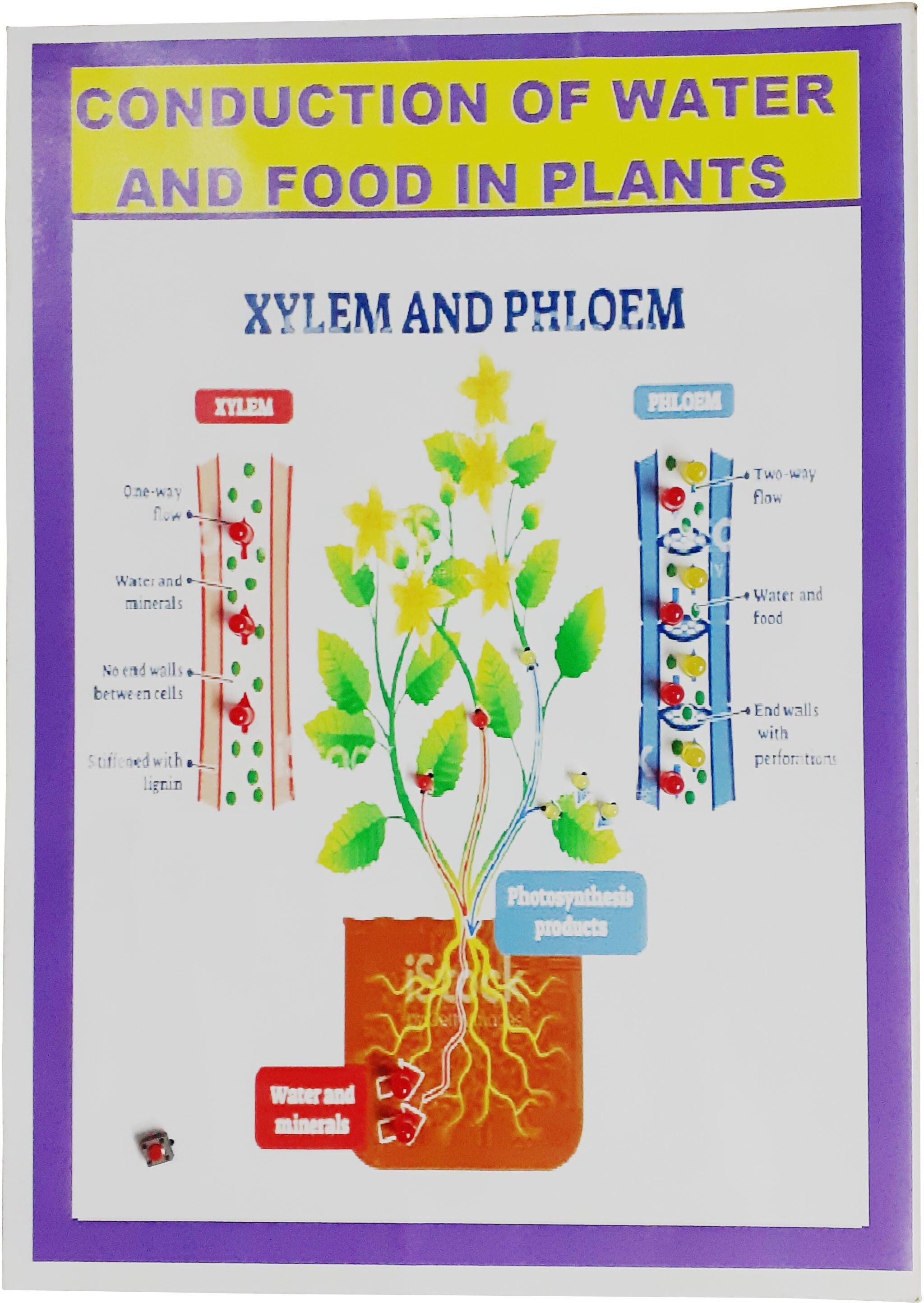 melody's Conduction of Water and Food in Plant. Science project.-picture-29