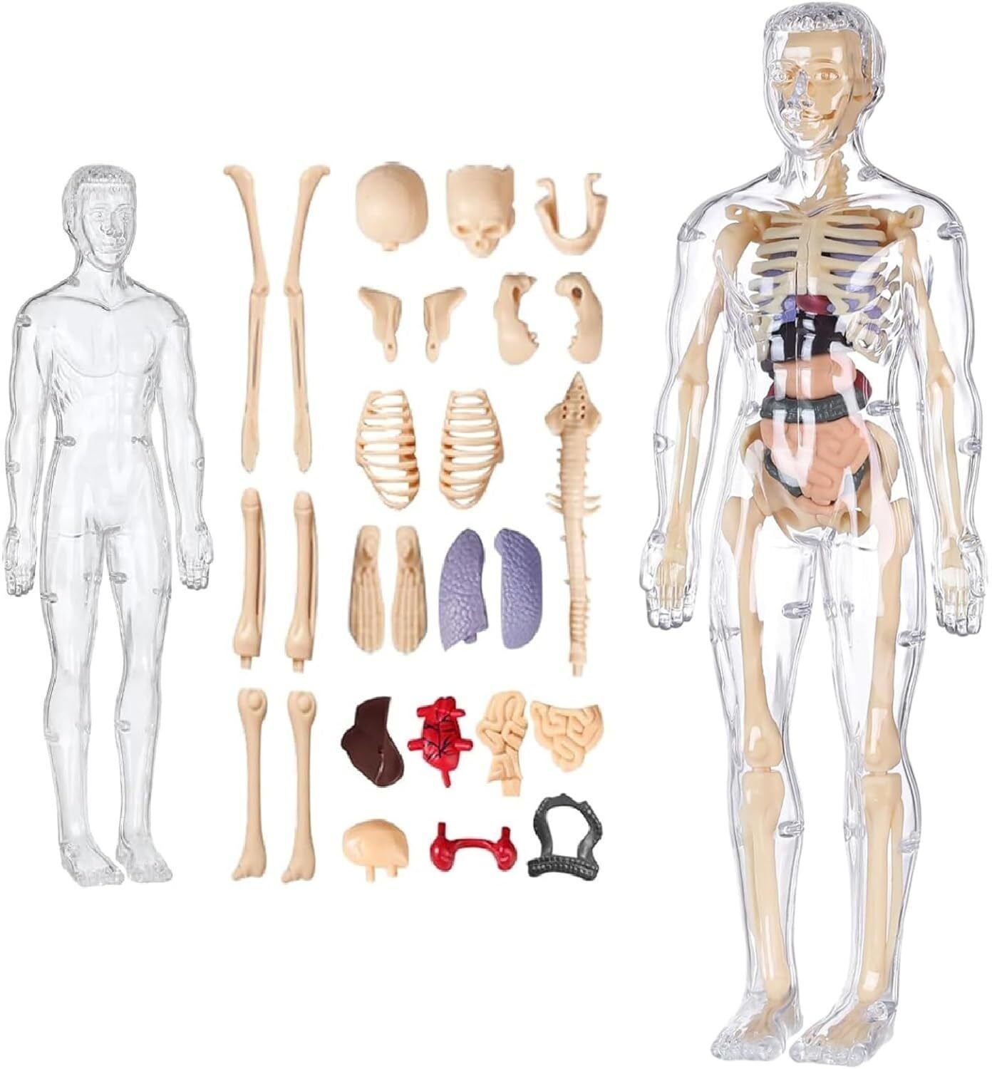 glenston Human Body Plastic Model Kits, Anatomy FigureEducational-picture-14