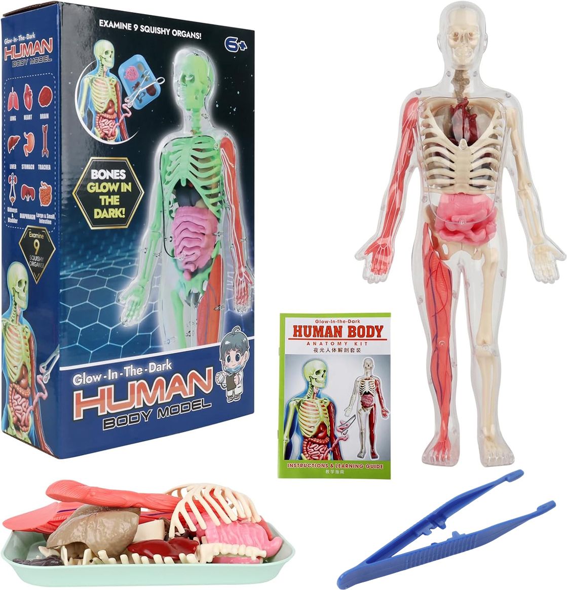 supvox 32 Pieces DIY Assembly Human Skeleton Model Kit Glow in The Dark Educational Toy-picture-31