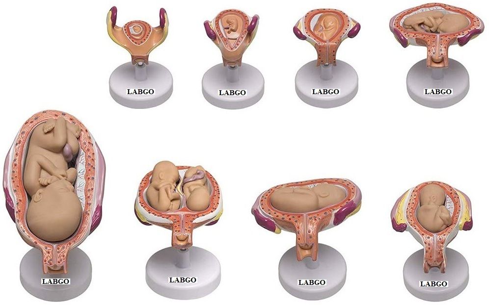 labgo Stages Of Development Of Embryo Model For Nursing-picture-16