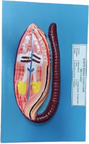 veenasareen Earthworm Dissection Model on Board-picture-14