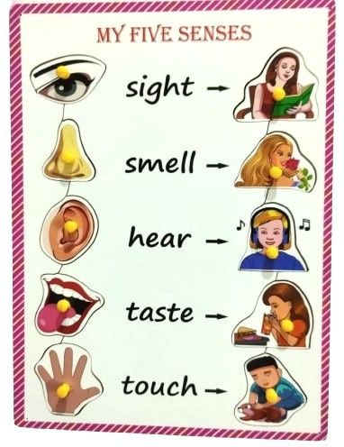 Wooden My Five Senses With Matching Images Tray Puzzle with knobs for Kids-image-6