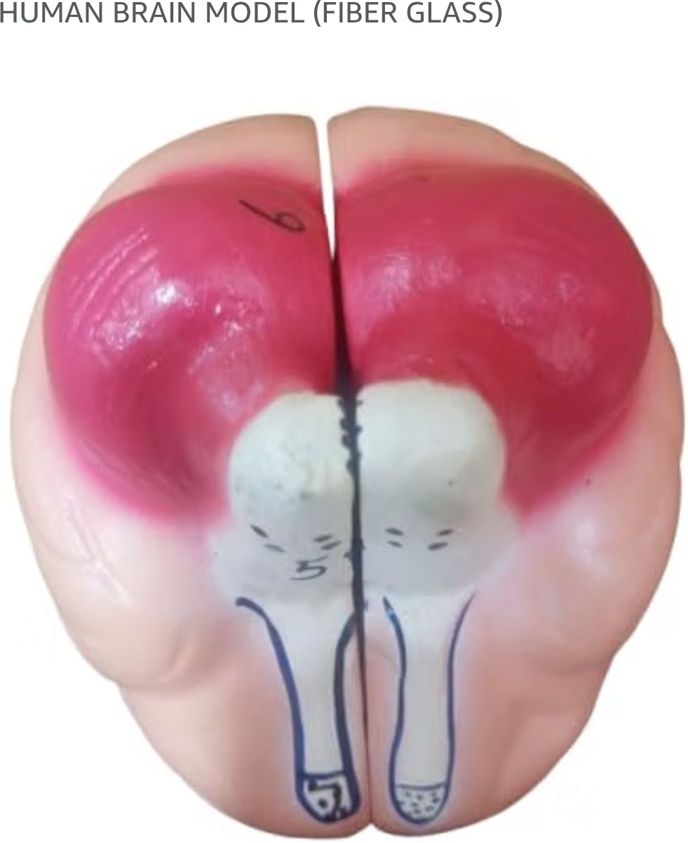 veenasareen Human Brain Model (Fiber Glass)-picture-16