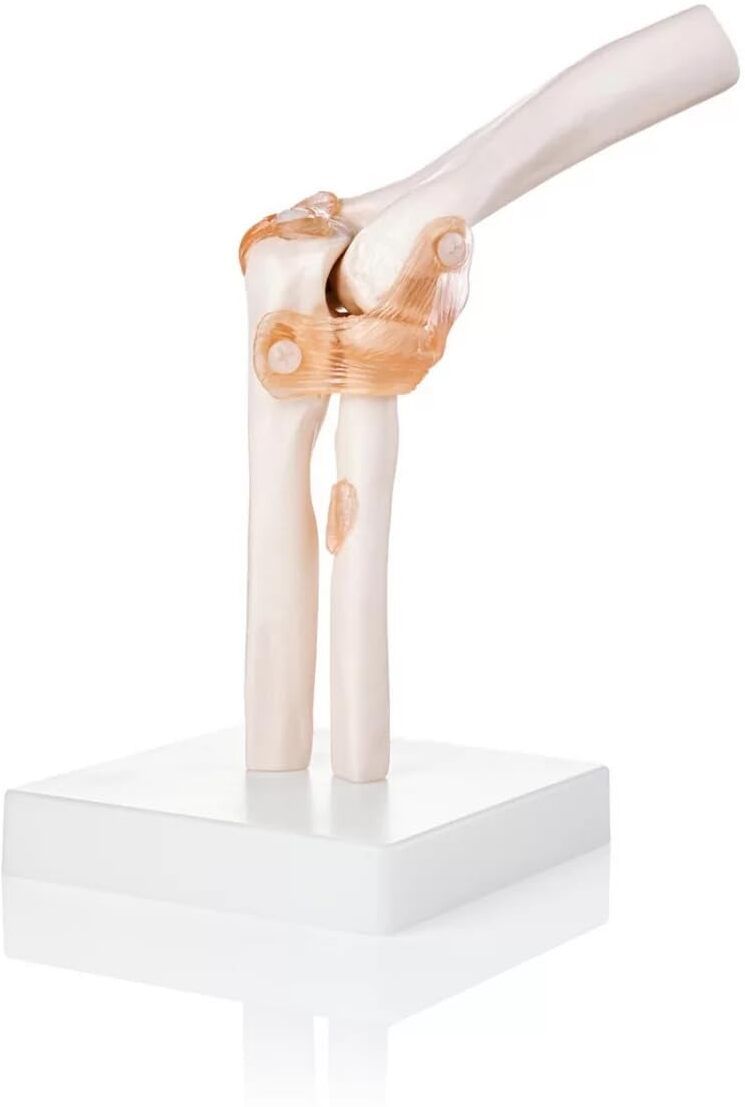 Life-Size Human Elbow Joint Model with Ligaments & Display Base