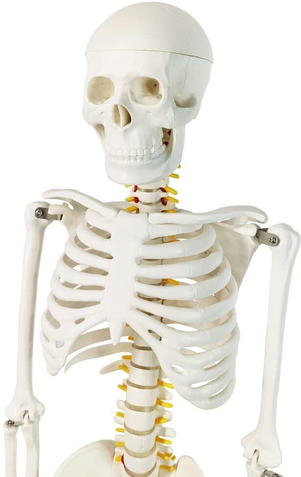 Mini Human Skeleton Model for Anatomy, 33.5'' 1/2 Life Size Human Skeleton Model