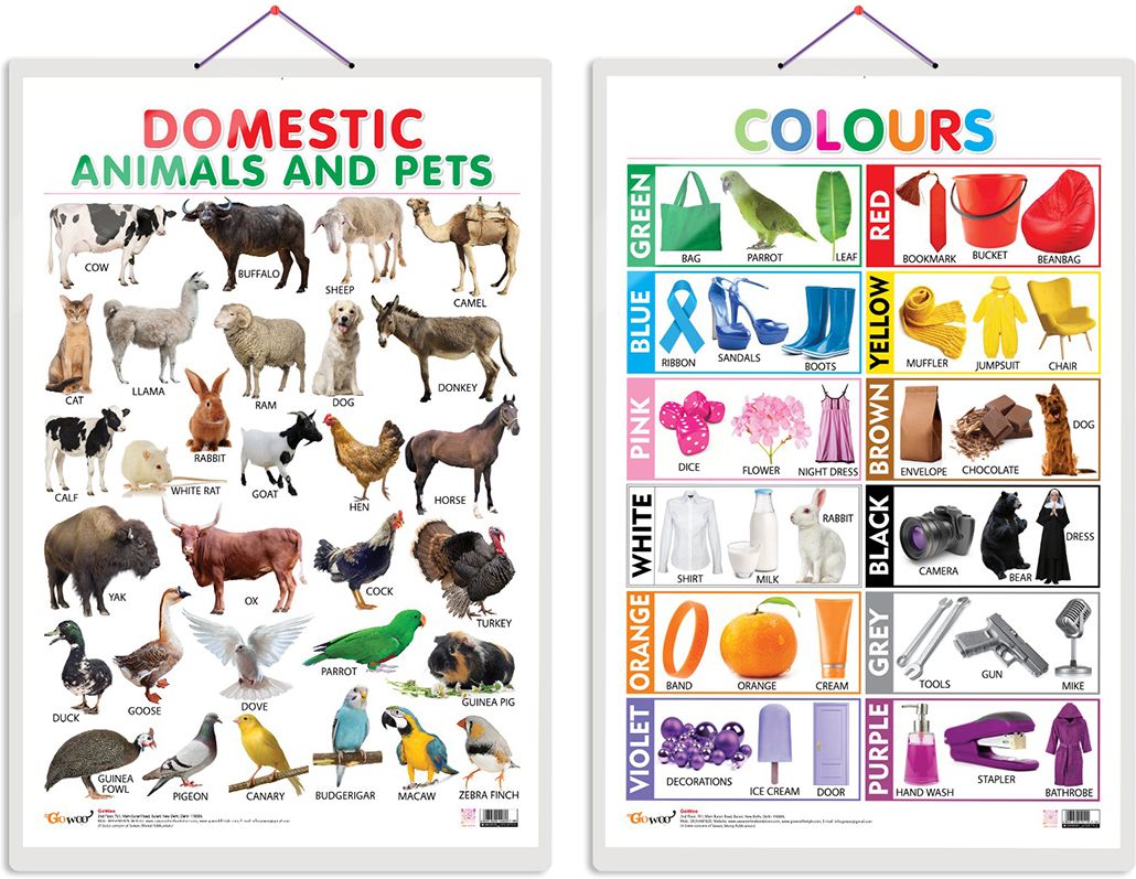 go woo Pack of 2 Domestic Animals and Pets and Colours Educational charts-picture-24