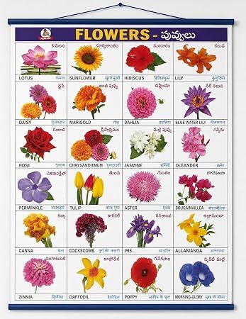 Flowers Chart Educational Wall Chart for Children-image-0