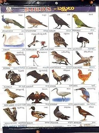 pmh Birds and Young Animals Chart for Primary Kids, Educational-picture-46