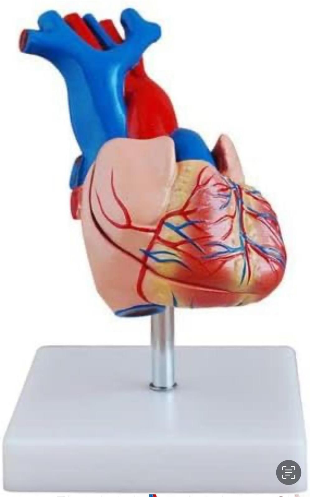 Life-Size Premium Human Heart Model – 96% Accurate, 48 Structures
