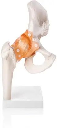 Hip Joint Anatomical Model with Ligaments for Medical Study & Education