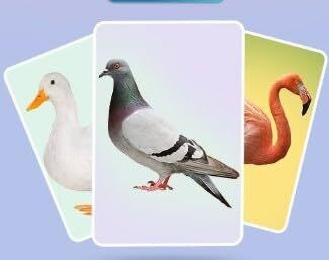 pmh Birds KG Level Flash Card for Kids, Educational Theme-picture-34