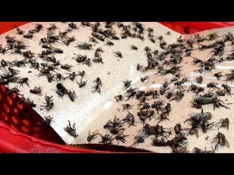 spicado traders Fly Trap Sticker Paper / Sticky Traps for Home Flies - Pack of 4 Electronic Trap-picture-20