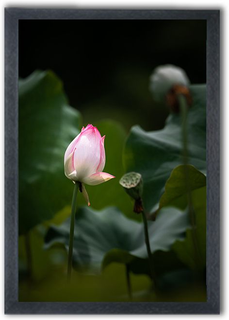 Lotus Flower Wall Painting with Frame | Premium HD Floral Photo Frame Digital Reprint 10 inch x 14 inch Painting-image-40
