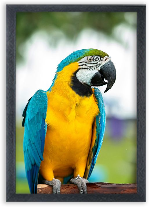 Beautiful Parrot Wall Art Photo Frame | Decorative Bird Painting for Living Room Digital Reprint 10 inch x 14 inch Painting-image-33