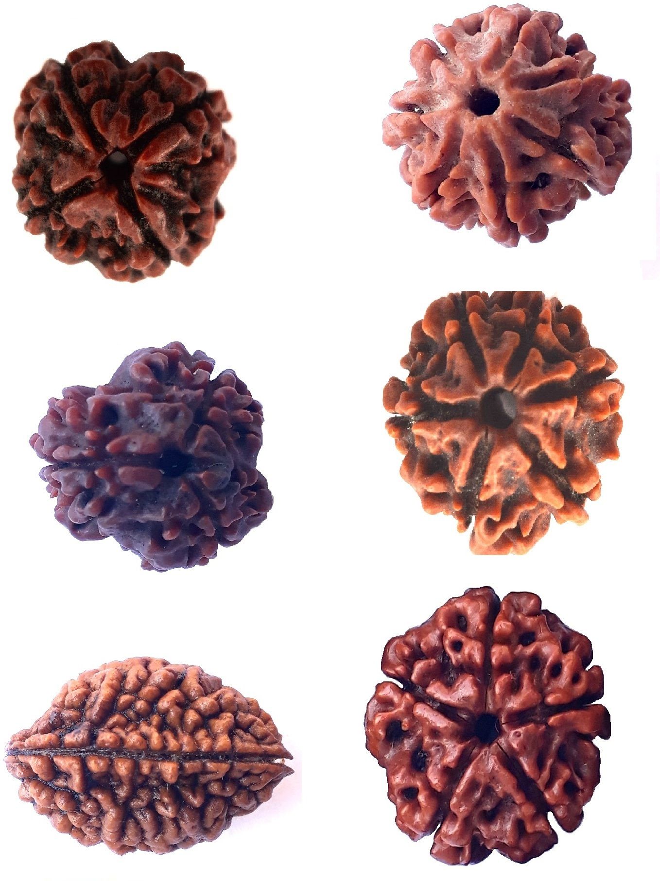 bhuwar 2,3,4,5,6,7 mukhi rudraksha for necawear Shell-picture-22