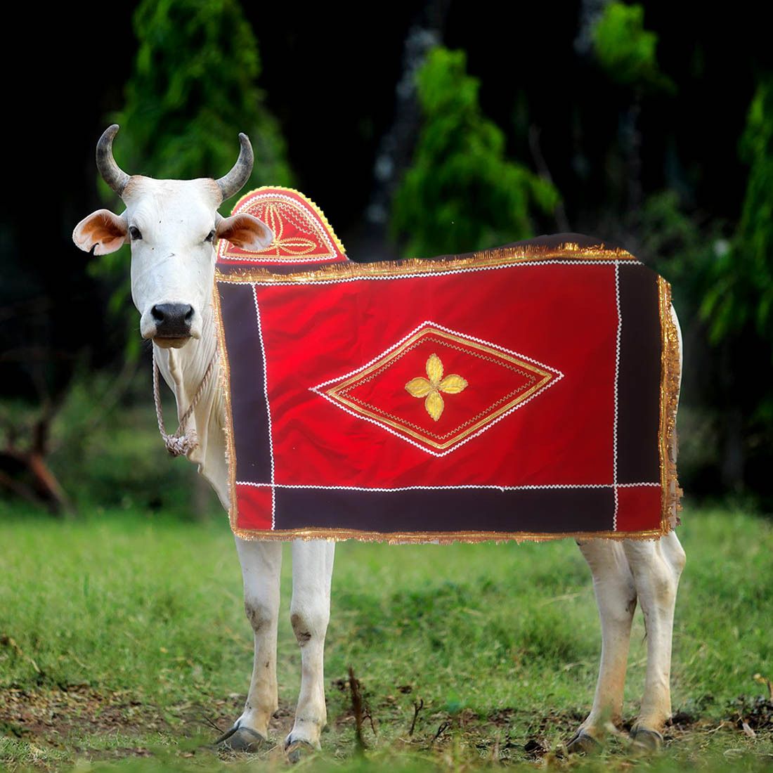 aagaaz Dress for Cow-picture-22