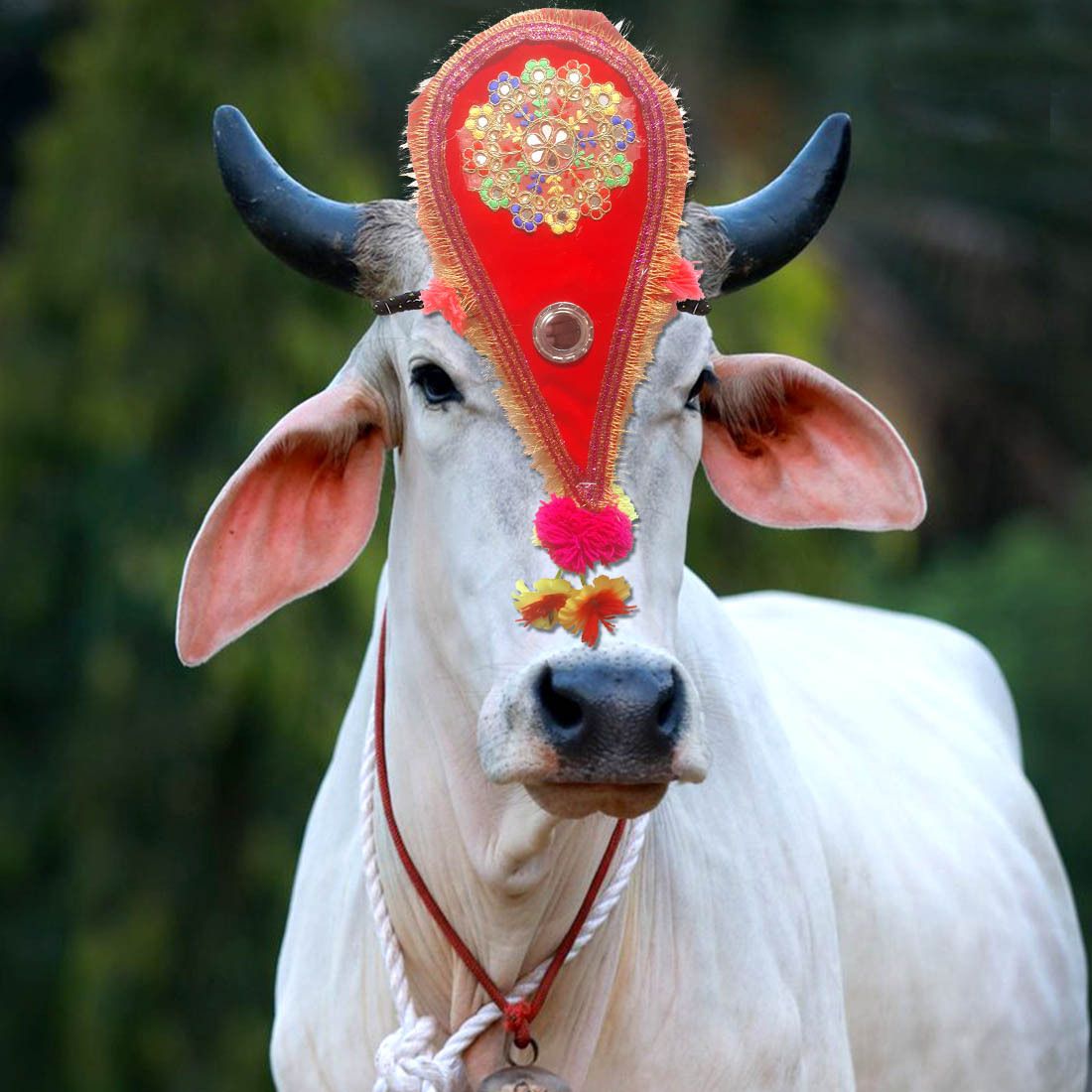 Decoration for cow,cow Head Strap Horse Head Bumper-image-47