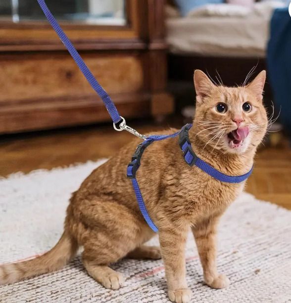 chullbull pet products Adjustable Cat Harness Leash for All Cats & Kitten Easy to Fit Easy to Control Cat Harness & Leash-picture-14