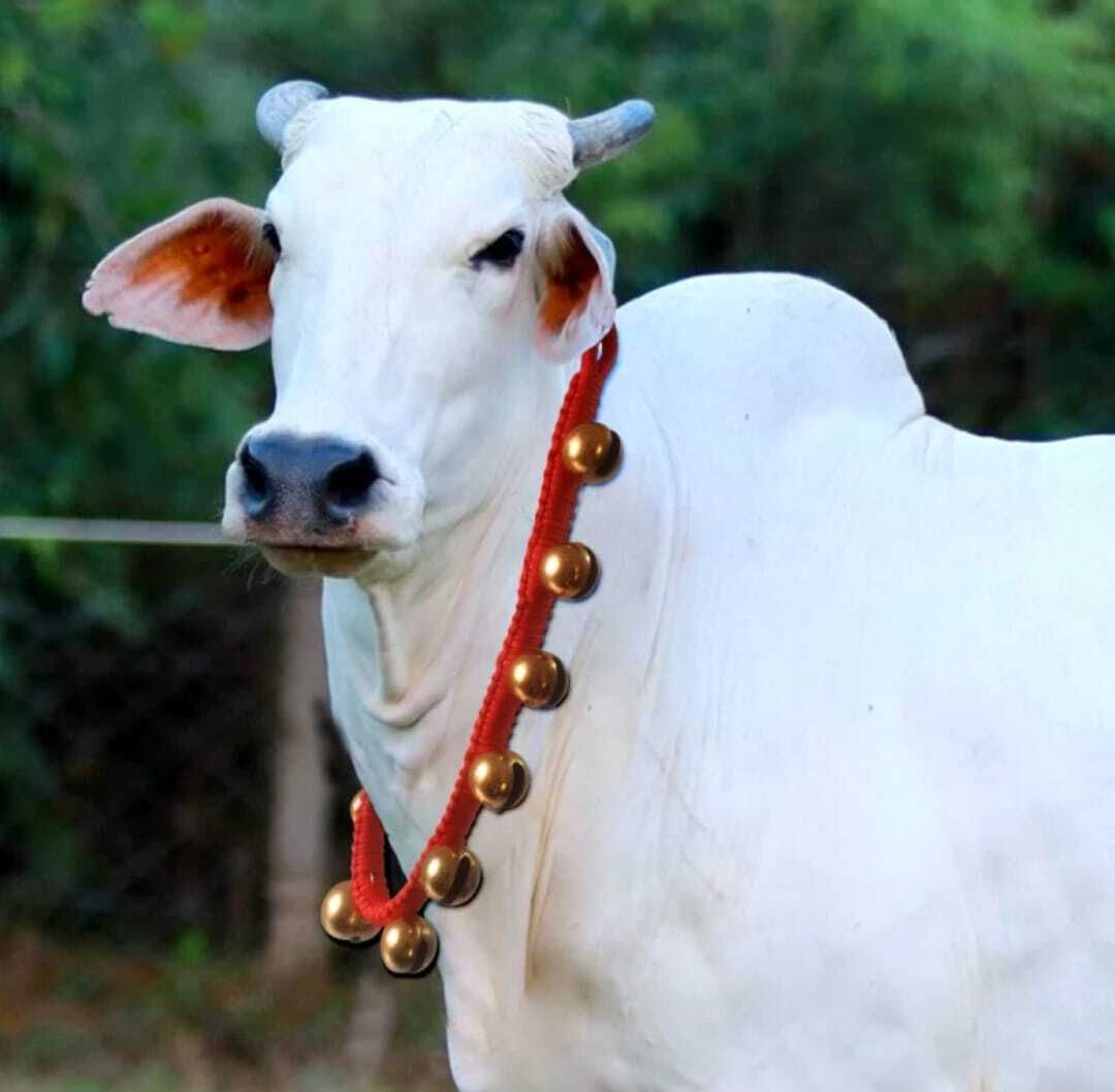 body building Cow/bull Halter Rope,Leash,Cord,Cow Belt.With 10 Big Bells/ Ghungroo Dog Everyday Collar-picture-12