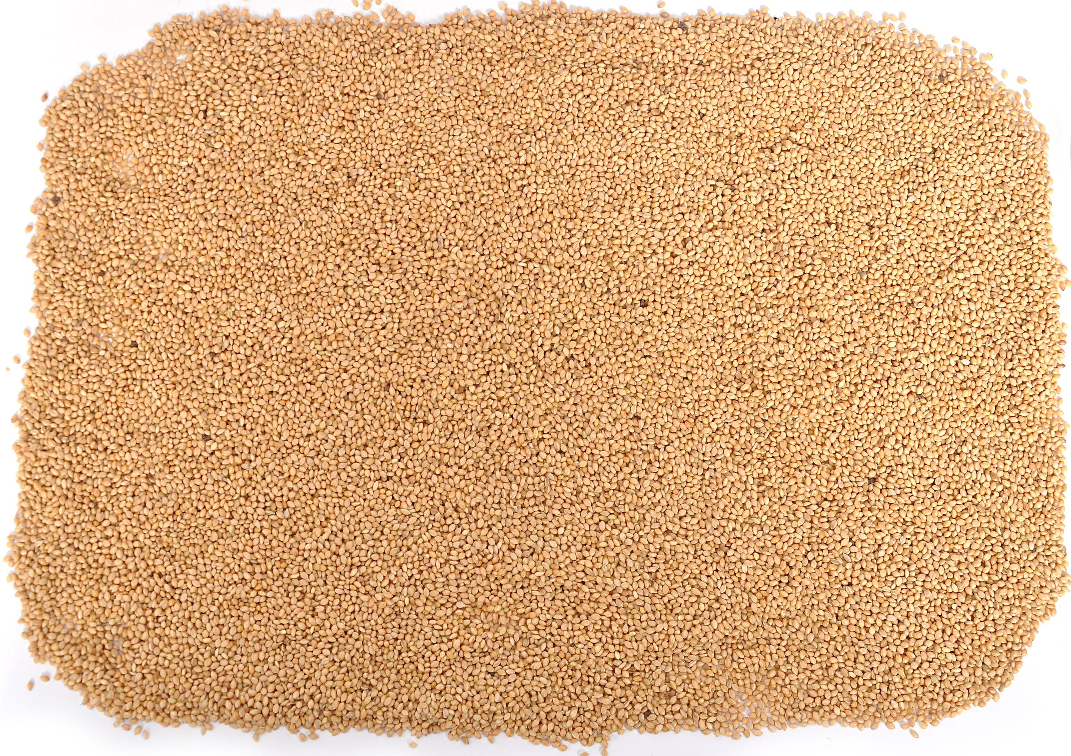 nitishree Foxtail Millet/Kangni for sparrow,Finches,Budgies,Lovebirds,Cockatiels Bird food 0.5 kg Dry New Born, Adult, Young, Senior Bird Food-picture-10