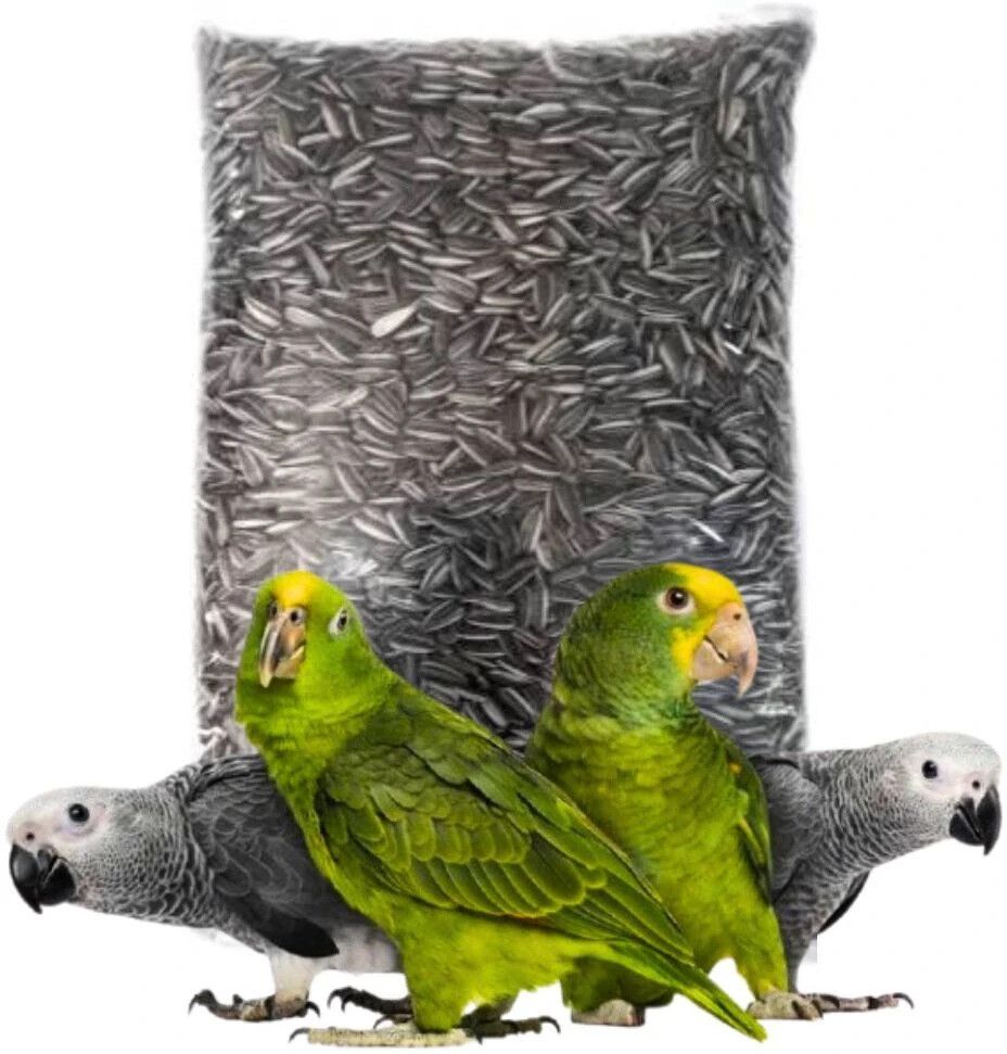 Sunflower Seed for African Grey & Indian Ringneck Parrot, Macaw bird Nuts 0.9 kg Dry Adult, Young, Senior Bird Food