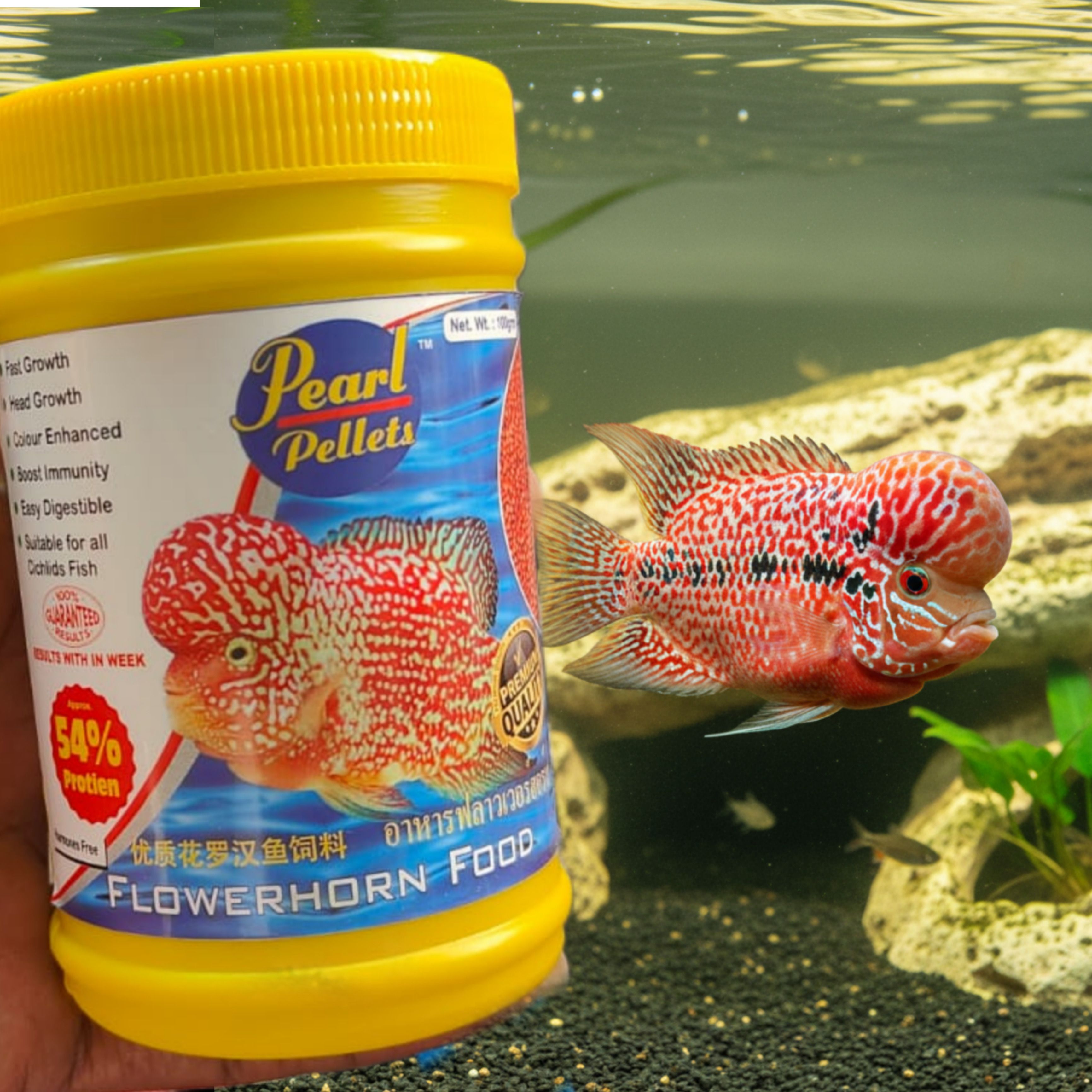 Pearl Pellets Flowerhorn Food | High Proteins |Pellets for Flowerhorn Fish 0.1 kg Dry All Life Stages Fish Food-picture-16