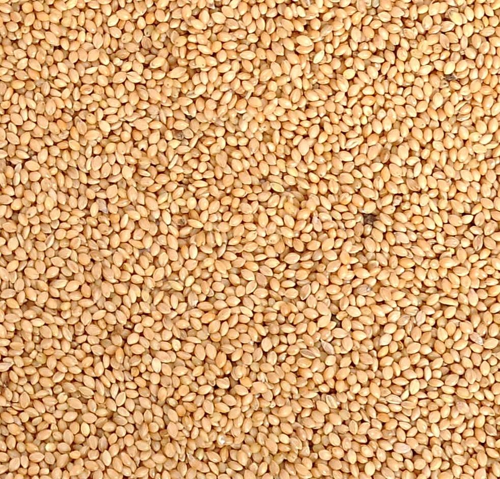 nitishree Foxtail Millet, Bird Food for Finches,Budgies,Lovebirds,Cockatiels, Sparrow-490g Nuts 0.49 kg Dry Adult, Senior, Young Bird Food-picture-21