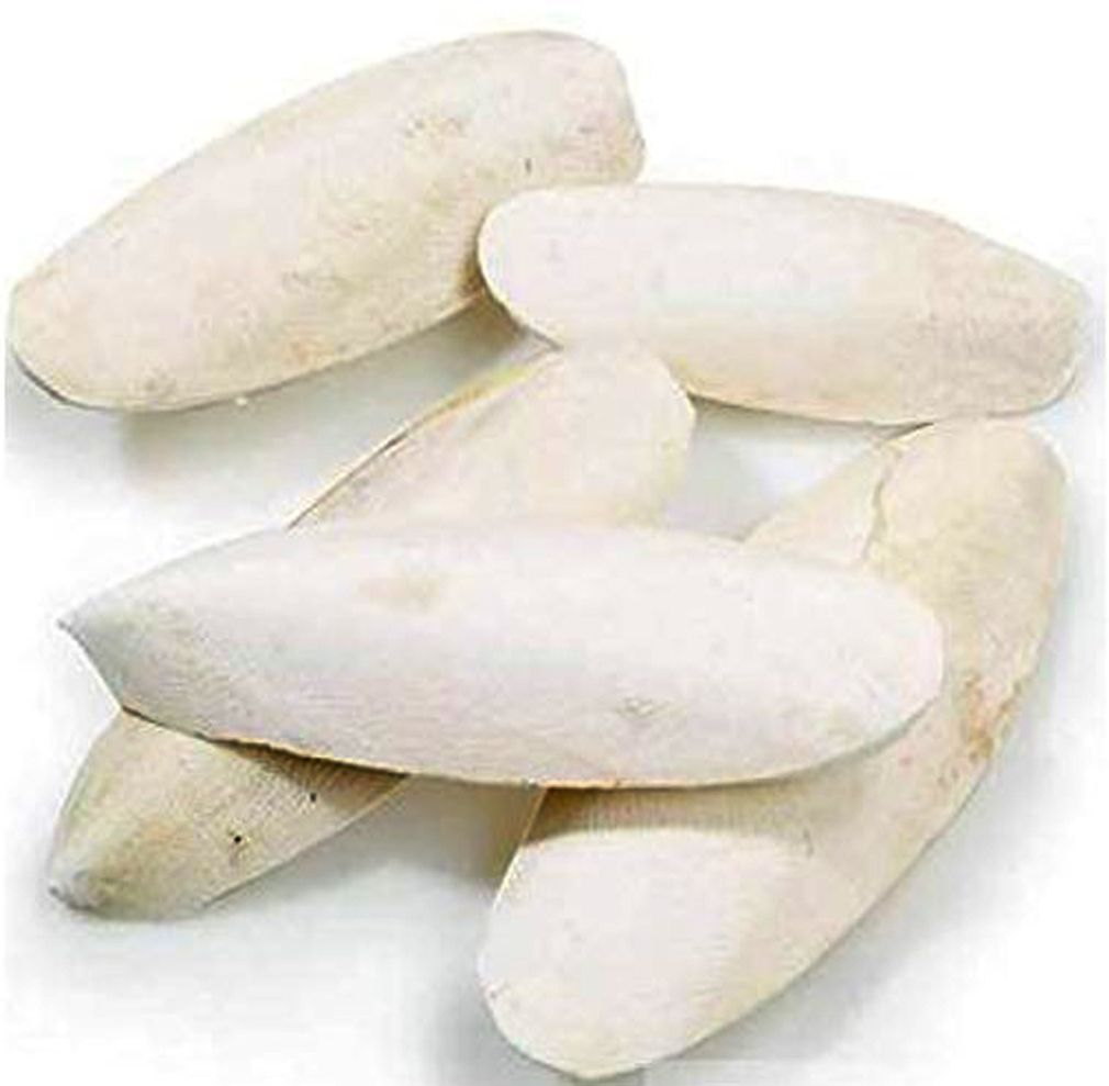 Cuttle FishBone For Budgies, Lovebirds, Cockatiels, Canaries, etc Birds Fish 0.1 kg (5x0.02 kg) Dry Adult, New Born, Senior, Young Bird Food