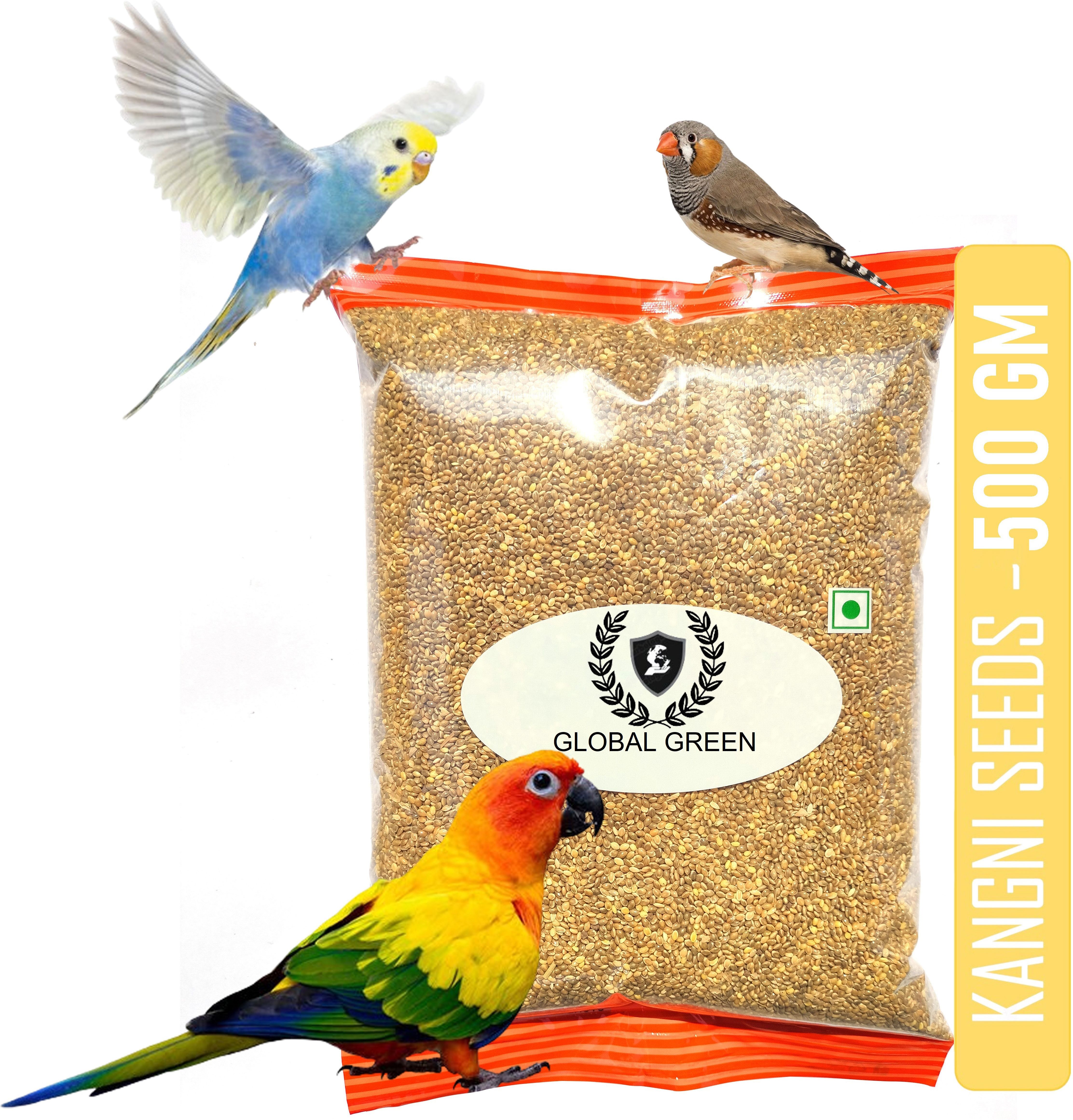 global green Premium Foxtail Millet (Medium Kangni) 0.5 Kg for love bird, budgie, java etc. 0.5 kg Dry Adult, New Born, Senior, Young Bird Food-picture-23