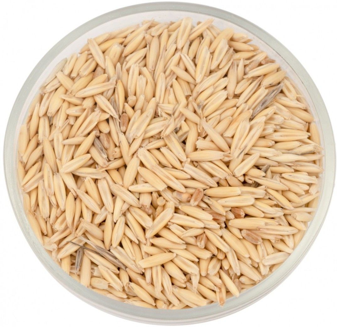 pripton Oats Seeds For Birds, Oats Seeds Birds Food Nuts 0.45 kg Dry Adult, Young, Senior, New Born Bird Food-picture-41