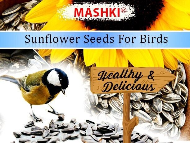 mashki 500 Grams Sunflower Seeds for Bird, Sunflower for All Birds Food 0.5 kg Dry Adult, Senior Bird Food-picture-44