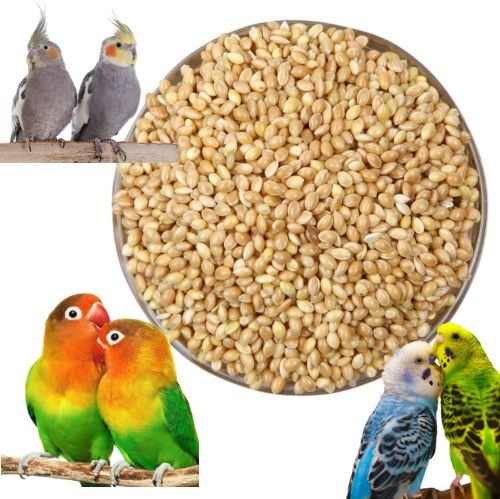 pripton Kangni Seeds For Birds, Kangni Dana Birds Food Nuts 0.25 kg Dry Adult, Young, Senior, New Born Bird Food-picture-47