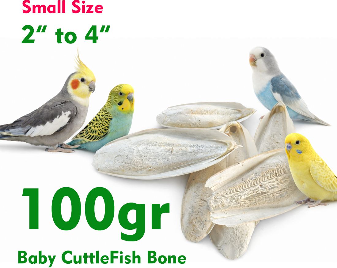 wasipawnutri Natural Cuttlefish Bone for Birds 2 to 4 Inch Small Size, High Calcium, Fish 0.1 kg (17x0.01 kg) Dry All Life Stages Bird Food-picture-16