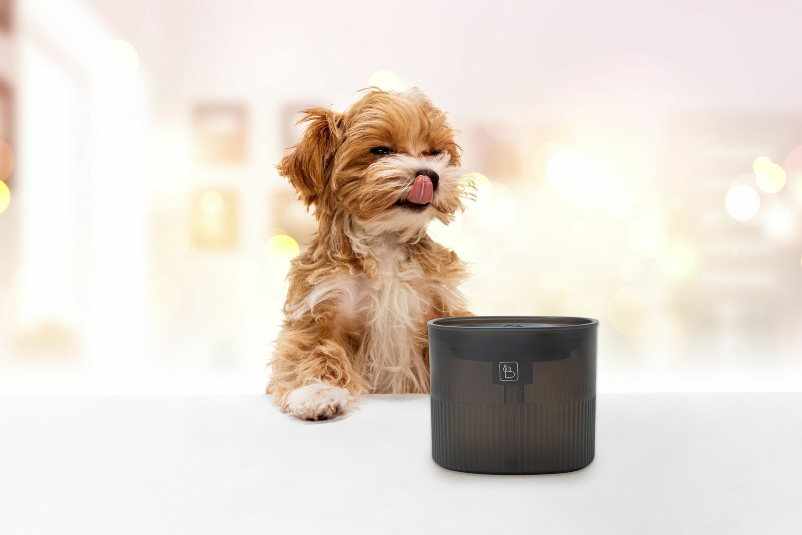 Pet Fountain for Cats and Dogs Ultra Silent Operation with Charcoal Filter-image-26