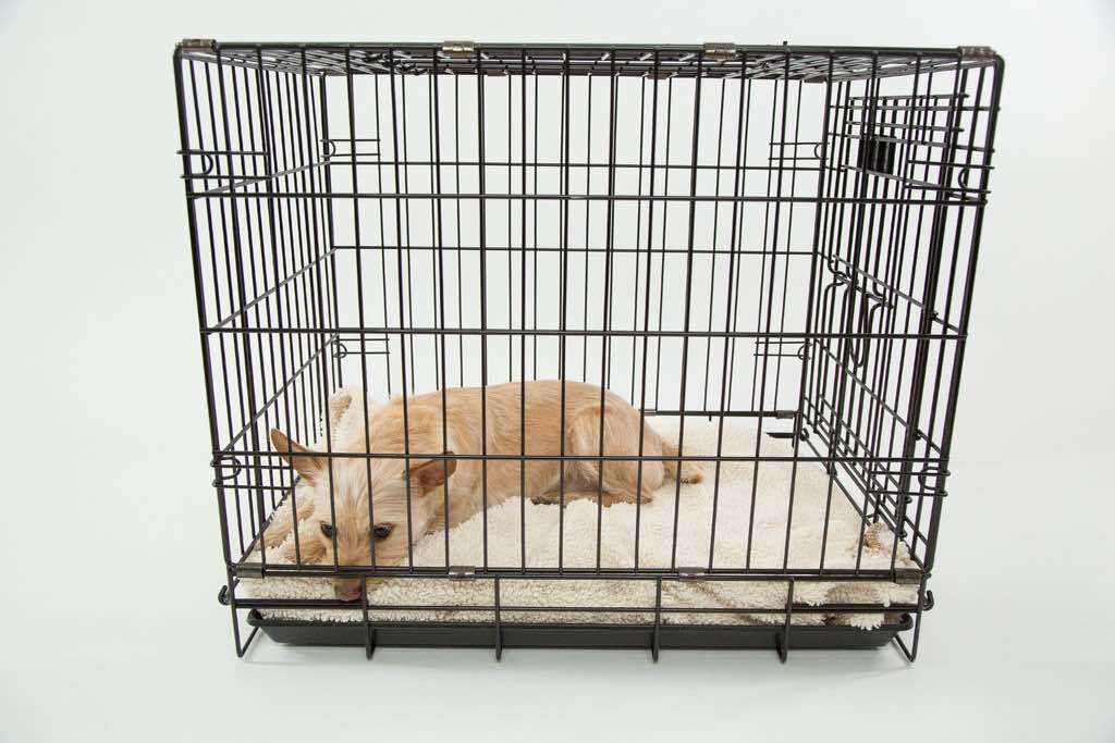 chullbull pet products 30' Inch (Black)cage With Black Tray Hard Crate Pet Crate-picture-13