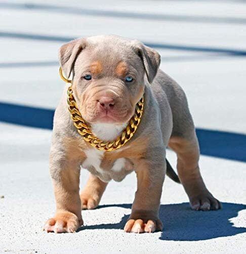 Brass Heavy Duty Diamond 10 NO. 24 Inch 24 cm Dog Chain Leash-image-49