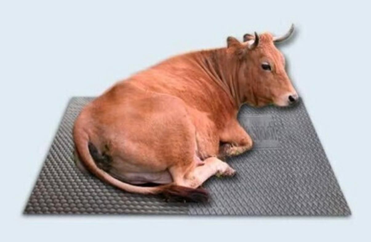 ginti Durable Dairy Animal Comfort Mat for Long Term Use Cat, Cow, Dog, Guinea Pig, Hamster, Miniature Pig, Rabbit, Tortoise Pet Mat-picture-35
