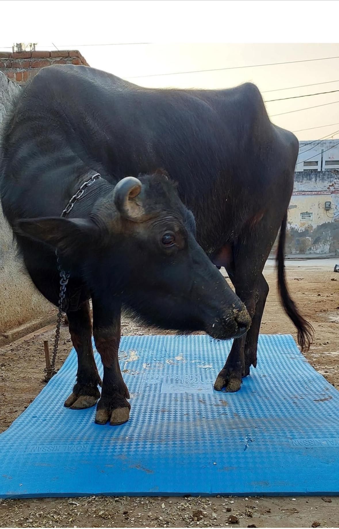 hakex COW MAT-Waterproof Rubber(Mat 8*5 Feet)BPA Free For Horse-B Cow, Dog, Hamster, Guinea Pig, Miniature Pig Pet Mat-picture-16